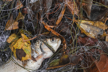 Selective focus. River fish in a net and lots of leaves. Fish that are food prey for villagers who catch fish from natural river sources. There is space for text.