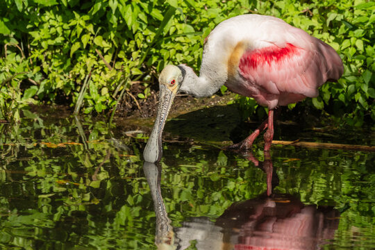 A roseate spoonbill drinking from a stream
