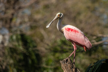 Roseate Spoonbills perched on a tree
