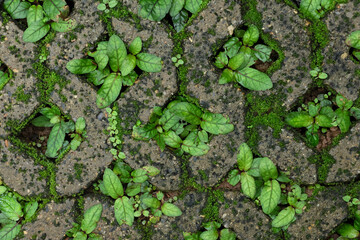 Plant texture background growing in a concrete paving brick hole. The paving brick for planting grass has a hole in the center.