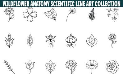 Wildflower Anatomy Scientific Line Art Botanical Collection Illustrations