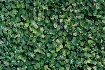 Green artificial plant texture background. Small green leaves are made of a plastic-patterned background.