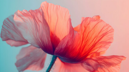 A close-up of a delicate orange poppy flower with soft, translucent petals.
