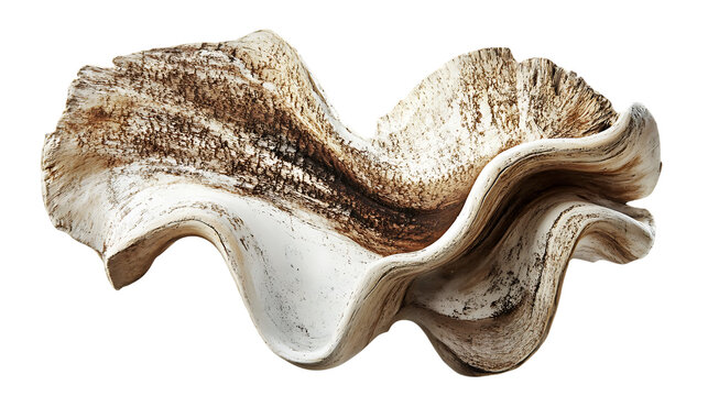 A strikingly detailed image depicts a magnificent tridacna clam shell