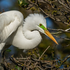 A Great egret perched on a tree