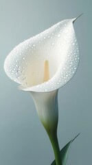 A close-up of a white calla lily with water droplets on its petals.