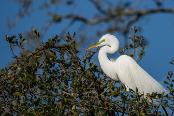A Great egret perched on a tree