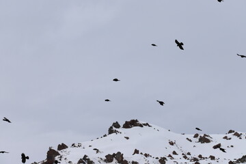 birds in flight