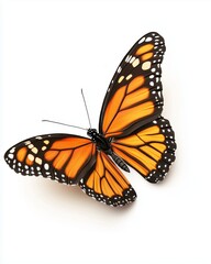 Fototapeta premium Monarch Butterfly: A close-up, studio shot of a vibrant monarch butterfly showcasing intricate patterns and textures, presenting an example of nature's artistry.