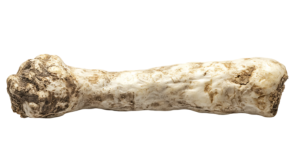 A weathered bone fragment rests against a contrasting neutral backdrop