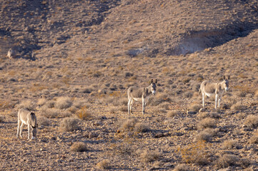 Wild Burros in Winter in the Nevada Desert