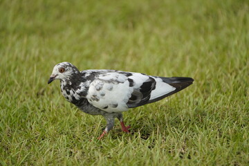 Black and white spotted street pigeons (Columbidae). Fortaleza - Ceará, Brazil.
