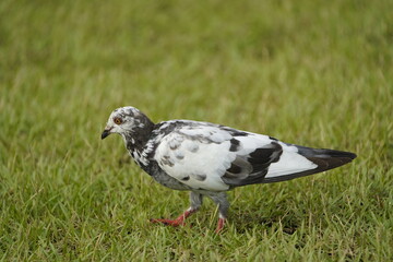 Black and white spotted street pigeons (Columbidae). Fortaleza - Ceará, Brazil.
