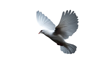 Obraz premium White dove, symbol of peace, isolated in flight against a clear sky