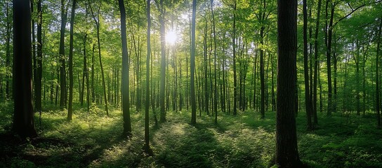 Serene Green Forest Scene Illuminated by Sunlight Filtering Through Tall Trees : Generative AI