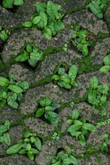 Plant texture background growing in a concrete paving brick hole. The paving brick for planting grass has a hole in the center.