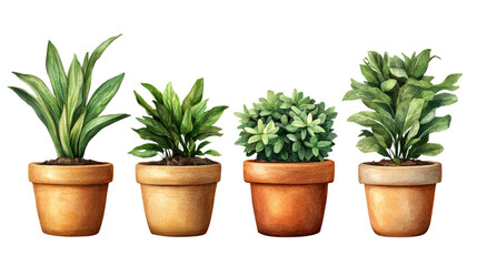 Fototapeta premium A potted rosemary herb, a fresh green houseplant isolated for home gardening