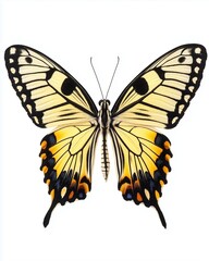 Obraz premium Butterfly's wings spread: Capture the delicate beauty of a butterfly with its intricate patterns and vibrant colors, showcasing nature's artistry in exquisite detail. 