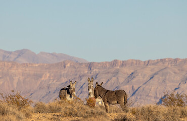 Wild Burros in Winter in the Nevada Desert