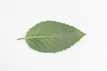 Single Green Leaf with Detailed Veins on White Background