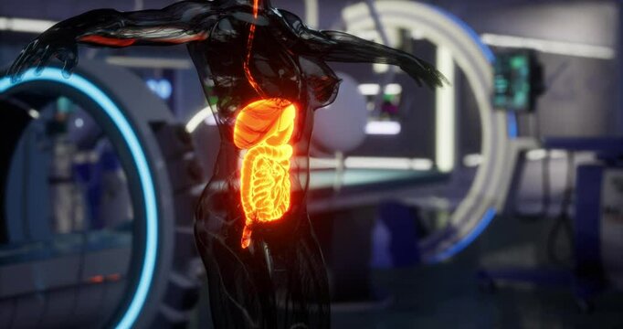 A visualization of internal organs focuses on the digestive system within a futuristic laboratory. Neon lighting emphasizes the complex structures and their functions as part of anatomical study.