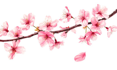 Obraz premium Watercolor of Pink Cherry Blossom Branch in Full Bloom with Petals Isolate on White Background