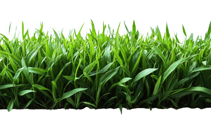 Isolated fresh green grass blades on a white field capture summer's growth