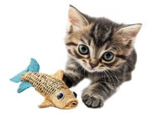 Adorable tabby kitten playing with a toy fish on a white background, showcasing curiosity and playful energy perfect for animal lovers or pet-themed designs.