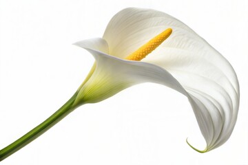 white lily flower, white calla lily,  close up of white lily isolated on white background.