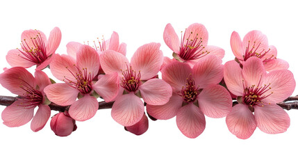 Isolated pink cherry blossom petals bloom, a floral spring beauty
