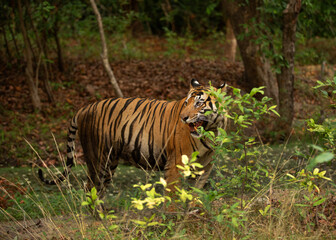 A tiger inthe jungle of Bhandavgarh Tiger Reserve, Madhya pradesh, India