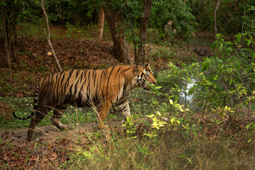 A tiger near a water body at Bhandavgarh Tiger Reserve, Madhya pradesh, India