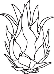 Black and White Dragonfruit Line Drawing Art