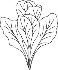 Endive Line Drawing  Elegant Botanical Art