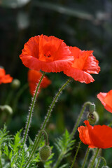 Fototapeta premium Vibrant red poppies dance in the gentle breeze of a sunlit garden during a warm spring afternoon