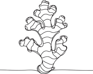 Detailed Line Drawing of Ginger Root 