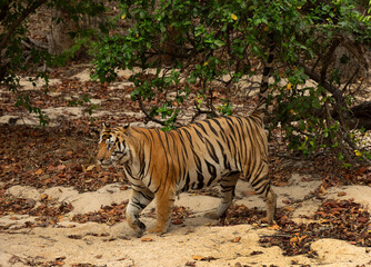 A tiger marking its territory at Bhandavgarh Tiger Reserve, Madhya pradesh, India