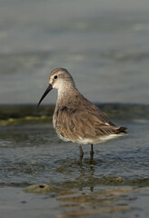 A Curlew Sandpiper at Busaiteen coast of Bahrain