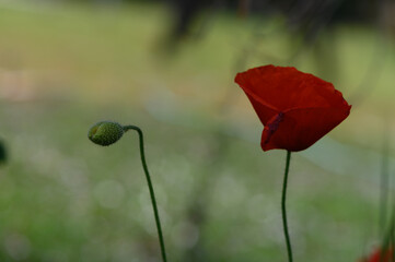 Obraz premium Vibrant poppy flowers bloom in a tranquil garden filled with lush greenery during a sunny spring afternoon