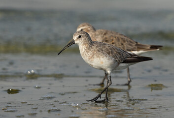 A pair of Curlew Sandpiper at Busaiteen coast of Bahrain