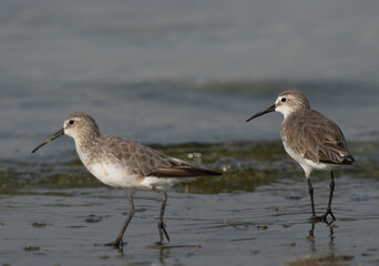 Curlew Sandpipers at Busaiteen coast of Bahrain