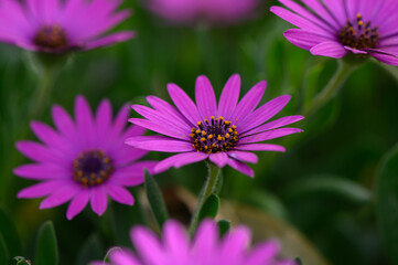 Obraz premium Vibrant purple daisies bloom in a lush garden, capturing the essence of spring in full color and beauty