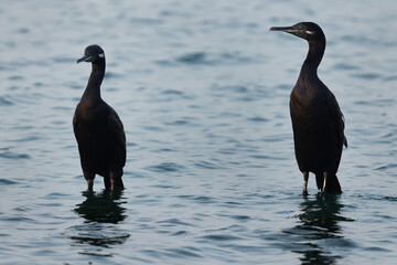 A pair of Socotra cormorant in breeding plumage at Busaiteen coast, Bahrain