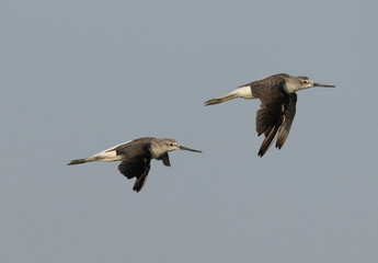 A pair of Common Greenshank flying at mameer creek, Bahrain