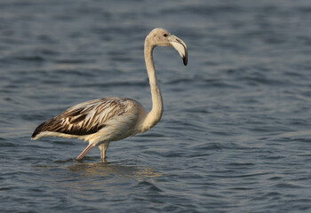 Greater Flamingos at Mameer in the morning, Bahrain