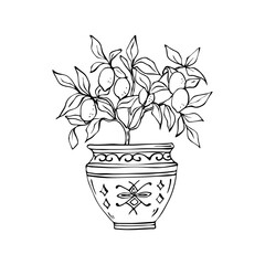Vase with a lemon tree vector sketch