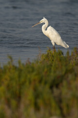 Western reef heron white morphed at mameer coast, Bahrain