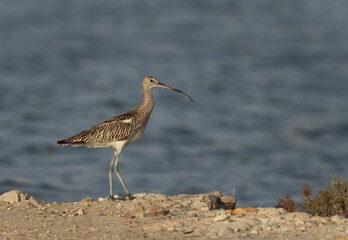 Portriait of a Eurasian curlew in the morning light at Mameer creek,  Bahrain