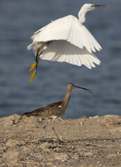 Eurasian curlew in the morning light and a western reef heron flying at the foreground at Mameer creek,  Bahrain