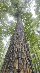 Tall tree reaching towards a foggy sky in a dense forest during early morning light near a peaceful nature trail